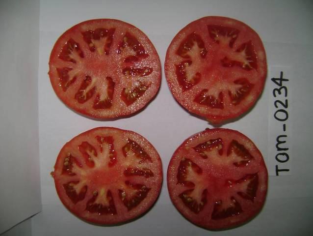 Determinate Round tomato 83-241 p2